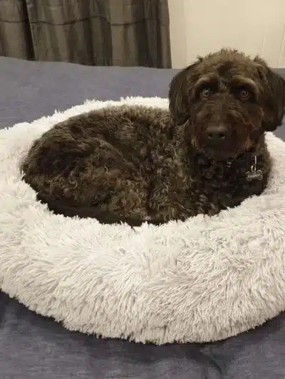 Winter Warm Dog Bed