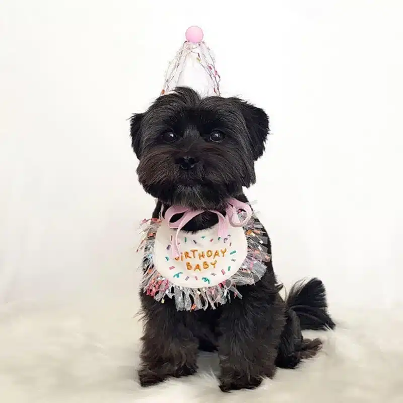 Pet Birthday Bandana and Hats Set Dog or Cat Birthday - Image 5